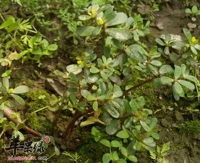 中藥大全第二篇(馬齒莧)馬齒莧的功效、作用與食用方法!