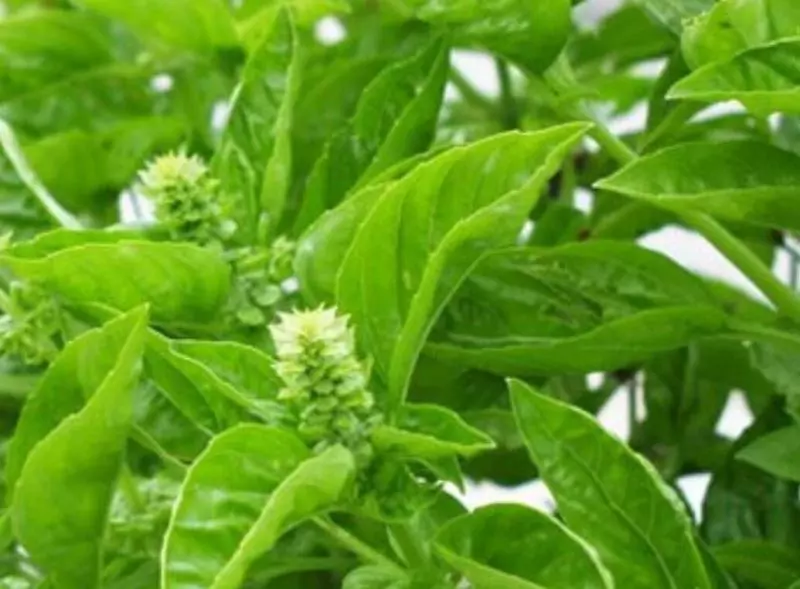 中藥大全第二篇(馬齒莧)馬齒莧的功效、作用與食用方法!