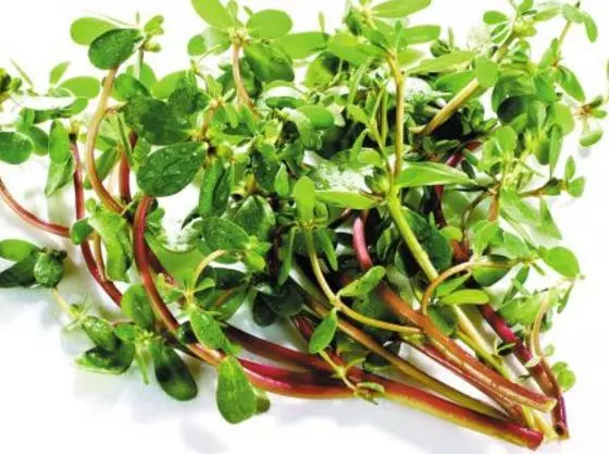 中藥大全第二篇(馬齒莧)馬齒莧的功效、作用與食用方法!