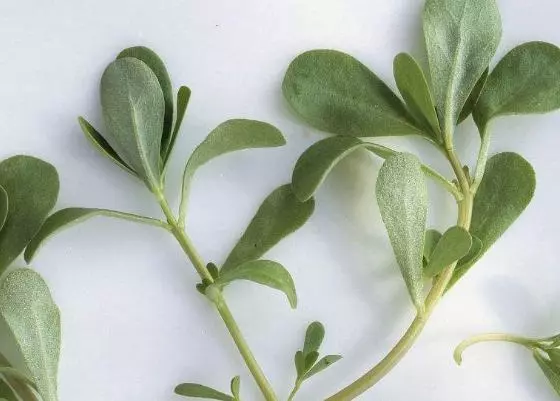中藥大全第二篇(馬齒莧)馬齒莧的功效、作用與食用方法!