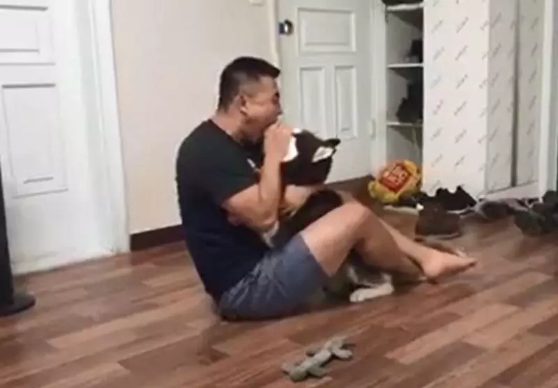 二哈在主人面前調皮亂咬，狗爸突然張嘴含住狗頭！二哈秒蒙：你比我還二！