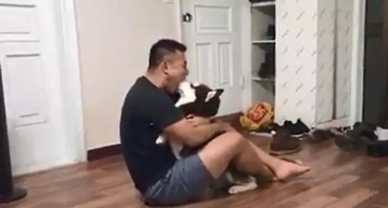 二哈在主人面前調皮亂咬，狗爸突然張嘴含住狗頭！二哈秒蒙：你比我還二！