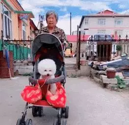 奶奶在家很孤獨,送她一隻小博美,半年後在見面時,博美被寵翻了!