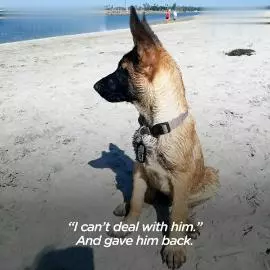 曾被三個家庭「退貨」的流浪狗,最終成為一隻優秀的服務犬