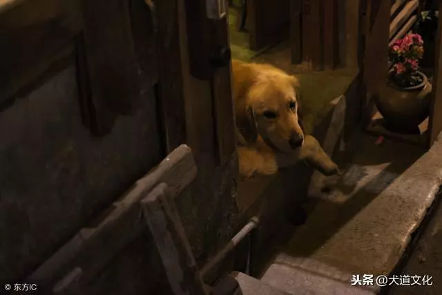 如何測試狗狗的性格?看完這些知識,你也可以試試