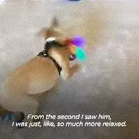 曾被三個家庭「退貨」的流浪狗,最終成為一隻優秀的服務犬