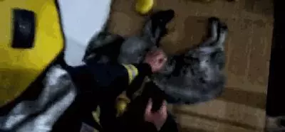 狗狗被消防員從火場救出,全身漆黑好似黑狗,被小哥溫柔照料