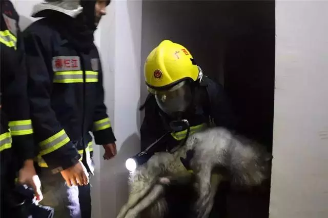 狗狗被消防員從火場救出,全身漆黑好似黑狗,被小哥溫柔照料