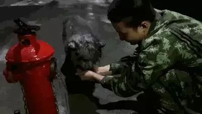 狗狗被消防員從火場救出,全身漆黑好似黑狗,被小哥溫柔照料