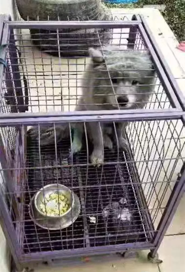 狗狗被消防員從火場救出,全身漆黑好似黑狗,被小哥溫柔照料