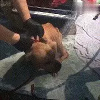 母愛偉大!忍受蟲咬和飢餓,狗媽媽災難中一動不動的哺育著寶寶