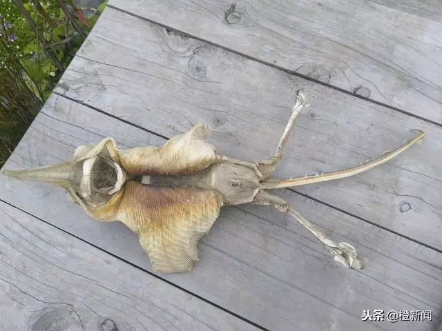 外星生物?神秘骸骨現紐西蘭海灘