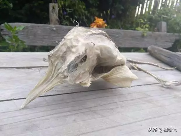 外星生物?神秘骸骨現紐西蘭海灘