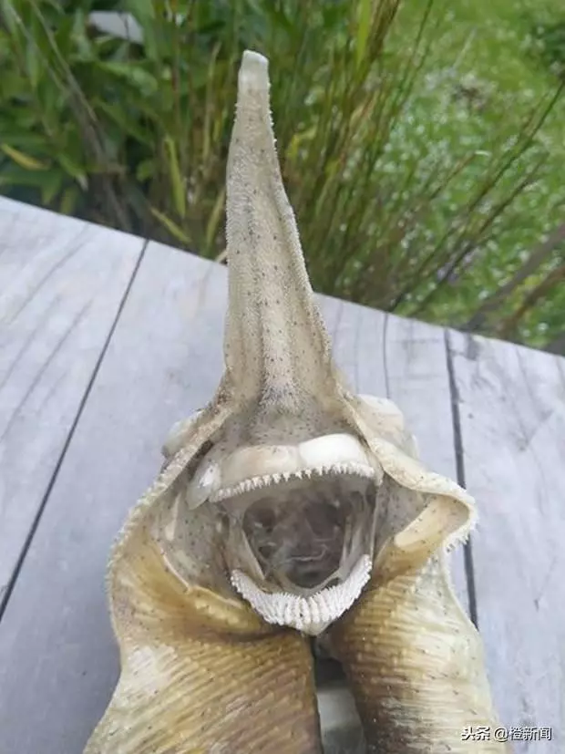 外星生物?神秘骸骨現紐西蘭海灘