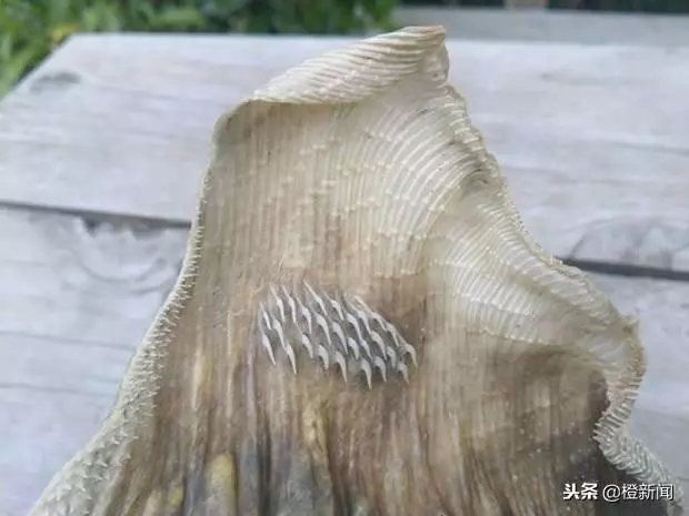 外星生物?神秘骸骨現紐西蘭海灘