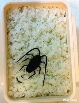日本媽媽們是怎麼做便當的?