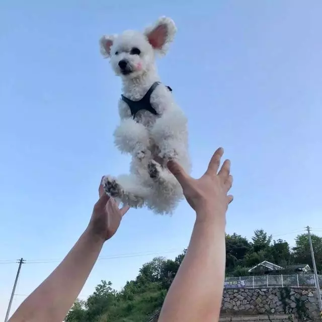 狗狗最害怕這5件事,不想被討厭,最好別做