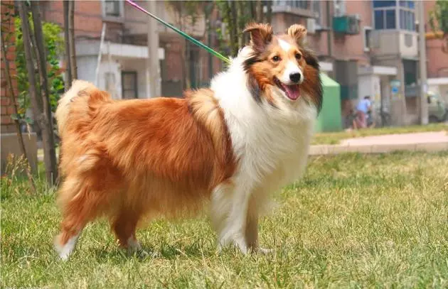 狗狗最害怕這5件事,不想被討厭,最好別做