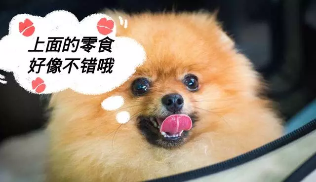 狗狗最害怕這5件事,不想被討厭,最好別做