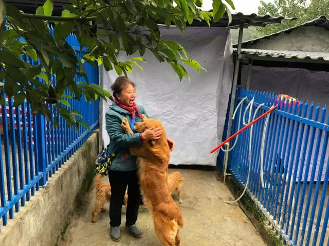 暴力打狗、禁養、最嚴養狗令…… 因狗而起的一次次輿論大戰何時休
