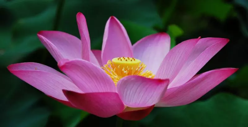 12月1號、2號好運惹不起,4大生肖貴人湧上門,橫財大發,添財招貴!