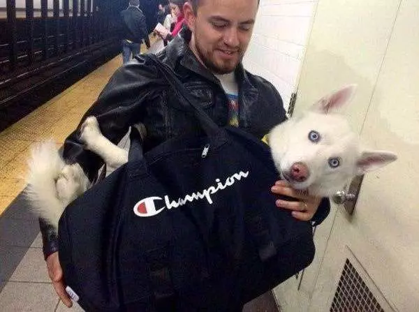 狗狗「裝袋」就不犯法! 主人出奇招讓狗狗搭地鐵 無聊的車廂瞬間萌翻天
