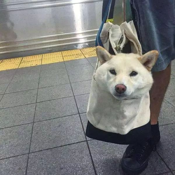 狗狗「裝袋」就不犯法! 主人出奇招讓狗狗搭地鐵 無聊的車廂瞬間萌翻天