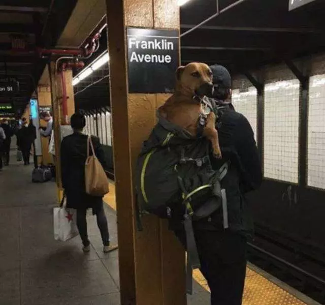 狗狗「裝袋」就不犯法! 主人出奇招讓狗狗搭地鐵 無聊的車廂瞬間萌翻天