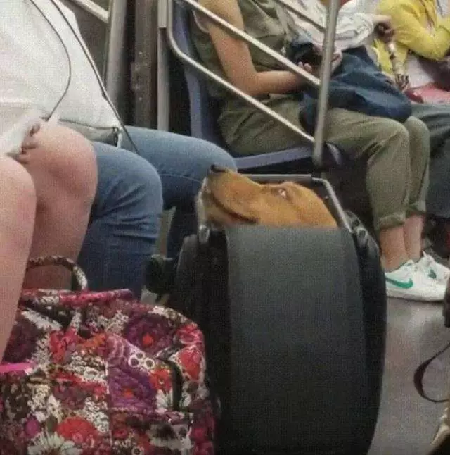 狗狗「裝袋」就不犯法! 主人出奇招讓狗狗搭地鐵 無聊的車廂瞬間萌翻天
