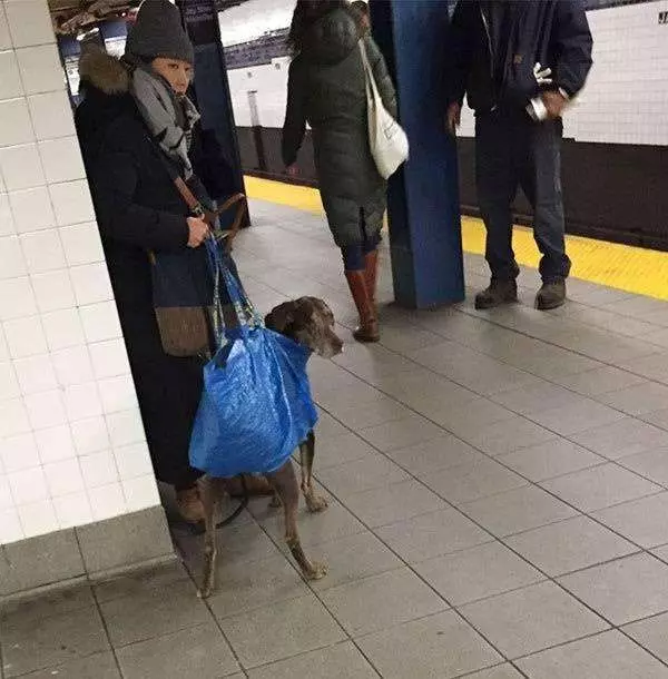 狗狗「裝袋」就不犯法! 主人出奇招讓狗狗搭地鐵 無聊的車廂瞬間萌翻天