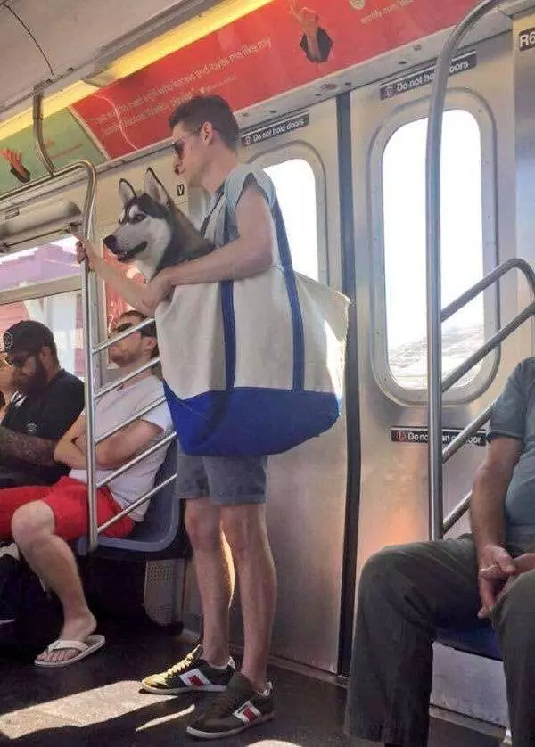 狗狗「裝袋」就不犯法! 主人出奇招讓狗狗搭地鐵 無聊的車廂瞬間萌翻天