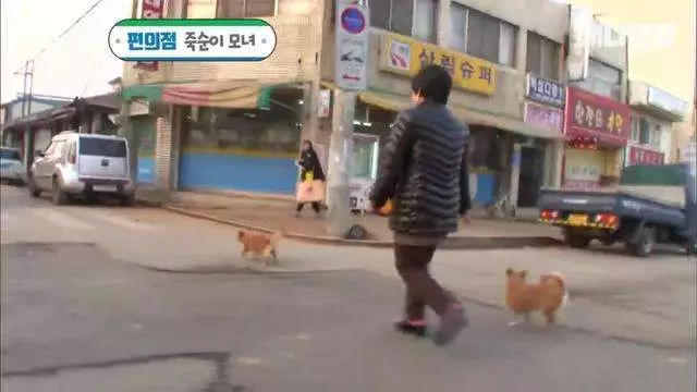 求店主開門… 懷孕狗媽媽每天走一公里的路 偉大原因逼出大家的淚水