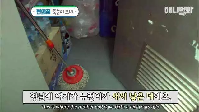 求店主開門… 懷孕狗媽媽每天走一公里的路 偉大原因逼出大家的淚水