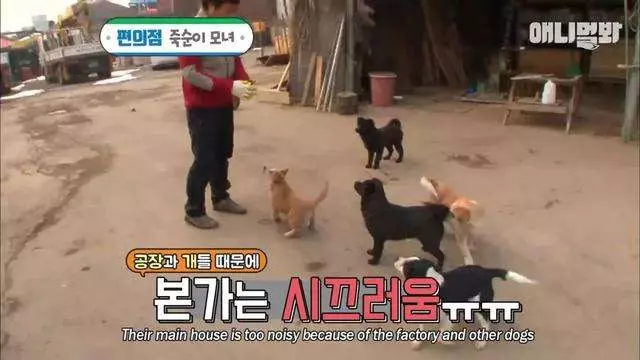 求店主開門… 懷孕狗媽媽每天走一公里的路 偉大原因逼出大家的淚水