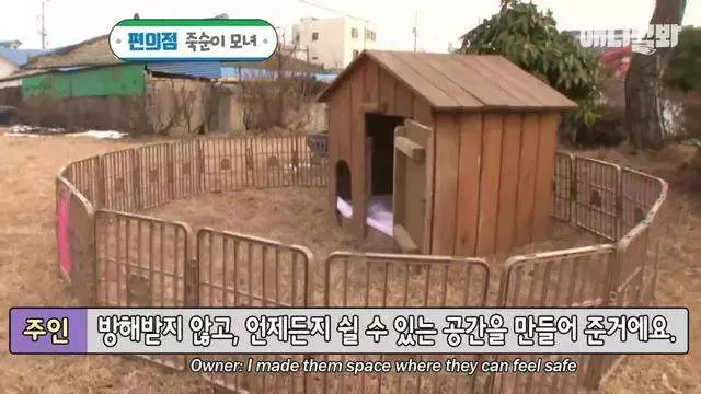 求店主開門… 懷孕狗媽媽每天走一公里的路 偉大原因逼出大家的淚水
