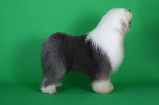 有些犬種必須要斷尾,斷尾的真正意義是有原因的!
