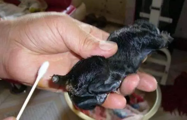 有些犬種必須要斷尾,斷尾的真正意義是有原因的!