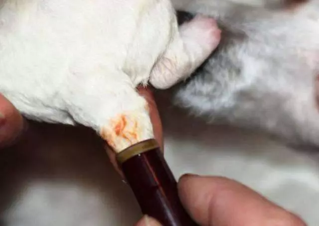 有些犬種必須要斷尾,斷尾的真正意義是有原因的!