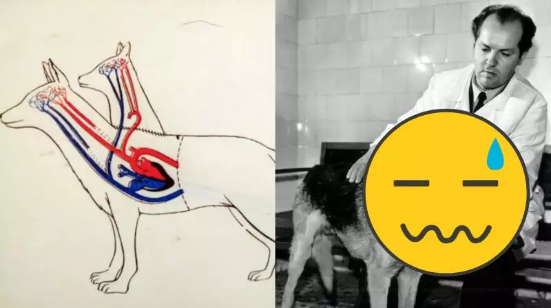 駭人!科學家截狗身創雙頭怪物 「犬形蜈蚣」入館藏展示