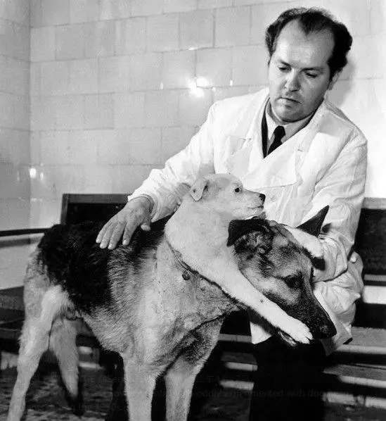 駭人!科學家截狗身創雙頭怪物 「犬形蜈蚣」入館藏展示