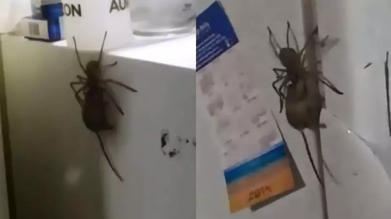 影/大喇牙叼小灰鼠廚房逛大街 畫面太毛網友寒毛直豎