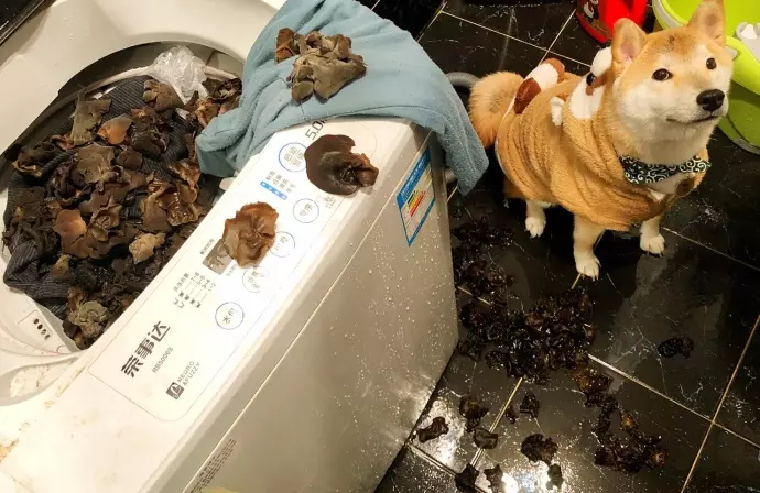 孝順柴柴「用洗衣機幫忙煮飯」 媽媽回來看見滿出來的木耳:我要把你放進去!