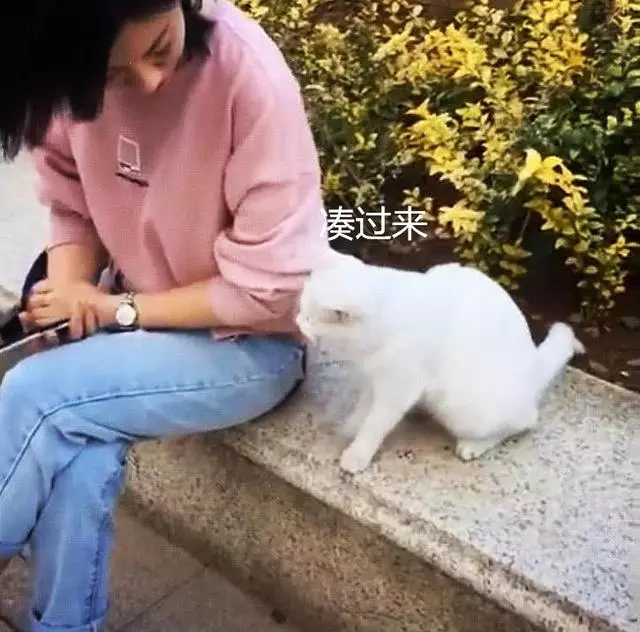 女子坐路邊休息,流浪貓主動上前示好,佯裝不經意的模樣惹人心疼