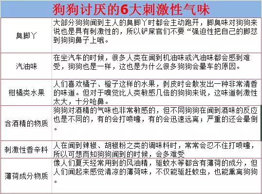 狗狗吃樹葉啃牆角,別只是一味地阻止,這是需要治療的異食癖