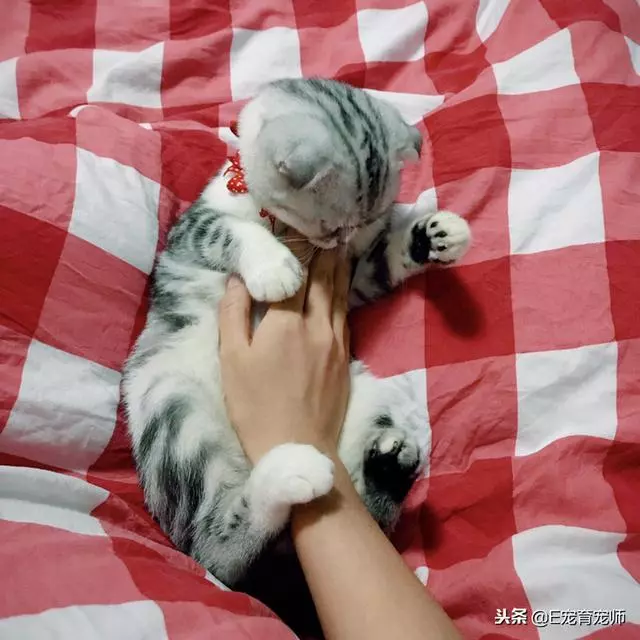 給貓絕育,要不要演戲?是奴才太戲精還是主子玻璃心