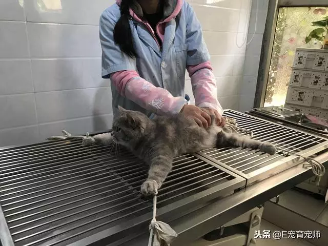 給貓絕育,要不要演戲?是奴才太戲精還是主子玻璃心