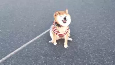 發現狗狗愛在地上蹭屁股,只是肛門腺發炎?寄生蟲感染可不能忽視