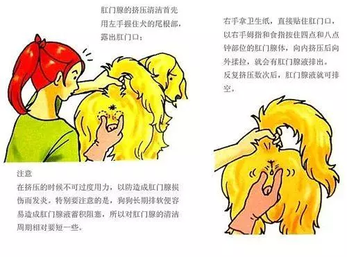 發現狗狗愛在地上蹭屁股,只是肛門腺發炎?寄生蟲感染可不能忽視