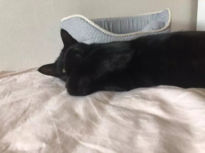 貓生無奈《掩面熟睡的喵星人》,小眠一下被網友們玩成了特務!