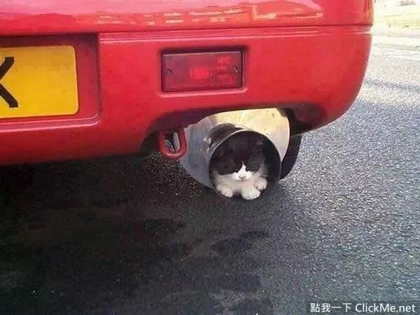 《開車前必做的4件事》簡單舉動能拯救無數條貓狗的性命!